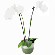 Indlæs billede til gallerivisning Keramik urtepotteskjuler